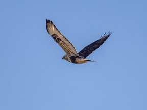 A rough-legged hawk does a shoulder-check east of Longview, Ab., on Tuesday, February 2, 2021.