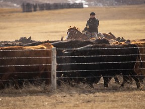 The wind really starts kicking the dust around as Jerry Hofer moves expectant momma cows into the calving pasture at Granum Hutterite Colony west of Granum, Ab., on Monday, February 22, 2021.