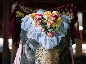 An elephant decorated with flowers in a heart shape is seen before a Valentine's Day celebration at the Nong Nooch Tropical Garden in Chonburi province, Thailand, February 14, 2021.