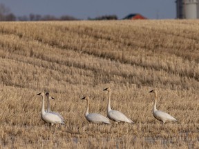 Tundra swan coming from their winter home along the Gulf of Mexico rest in a field near Carseland, Ab., on Monday, March 8, 2021.