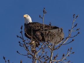 Bald eagles perches in a poplar near Cayley, Ab., on Tuesday, March 16, 2021.