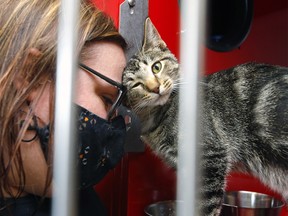AARCS Cat Manager, Kelsey Scoular with Skelp as AARCS began a three-month pilot managing pet adoption service for the City of Calgary on Monday, March 1, 2021.