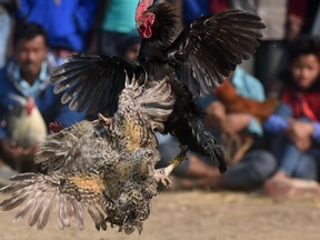 A traditional cock fight takes place at the Jonbeel Mela festival in the Morigaon district of Assam, some 60 km from Guwahati, on January 20, 2017.