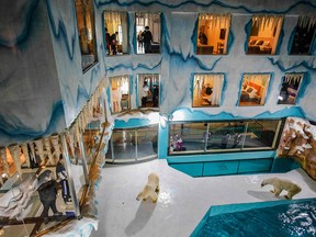People look at polar bears inside an enclosure at a newly-opened hotel, which allows guests views of the animals in Harbin, China, on March 12, 2021.