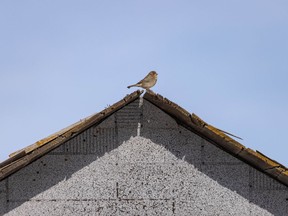 House sparrow on, well, a house near Makepeace, Ab. on Tuesday, March 2, 2021.