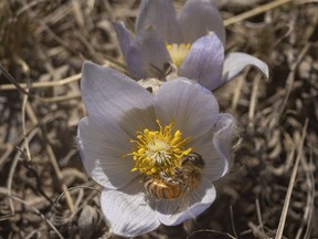 A bee curls up in a crocus near Strathmore, Ab., on Tuesday, April 6, 2021.