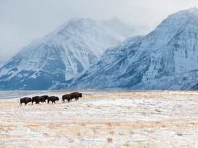 Bison reintroduction into the Waterton Lakes National Park took place in February after more than three years without a herd.