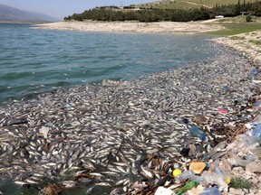 Dead fish are seen floating in Lake Qaraoun on the Litani River, Lebanon April 29, 2021. Picture taken April 29, 2021.