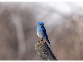 A mountain bluebird perches on a post in the foothills southwest of Calgary, Ab., on Tuesday, March 30, 2021.