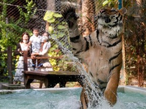 A tiger plays in water at a tiger zoo in Chaing Mai, Thailand March 31, 2021. Picture taken March 31, 2021.