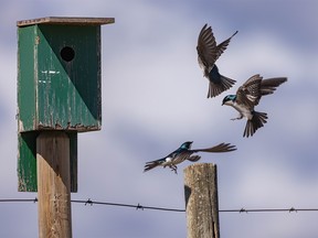 Tree swallows squabble with neighbours by their nesting box near Bottrel, Ab., on Monday, May 3, 2021.
