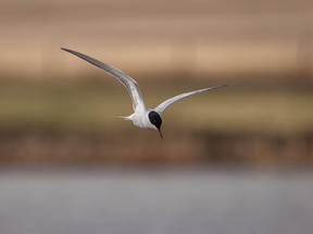A Forster's tern hunts at Severn Dam east of Rockyford, Ab., on Tuesday, May 11, 2021.