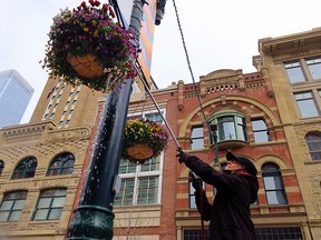 The flower baskets along Stephen Avenue Mall get some water from a City of Calgary worker on Thursday, May 13, 2021.