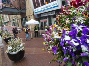 Snow gathers on flowers in baskets as Calgarians walk into the downtown COVID-19 immunization clinic on a cool morning, Thursday, May 20, 2021.
