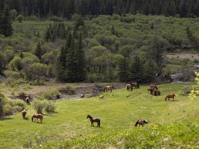A band of wild horses graze in the Yara Creek valley west of Sundre, Ab. on Monday, June 14, 2021.