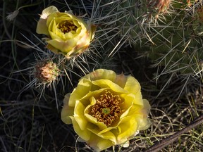 Prickly pear cactus blossoms near the Finnegan Ferry in the Red Deer River valley east of Gem, Ab., on Monday, June 21, 2021.