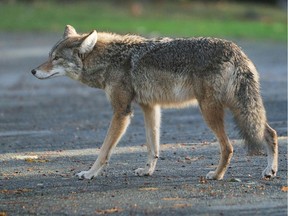 File photo of a coyote in Vancouver in 2012.