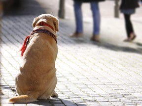 Dog guiding leading blind animal pet city street people Labrador.