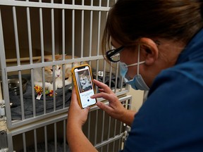 Dr. Liz Ruelle uses a new app called Tably that reads cat's faces and helps her monitor a cat's health at the Wild Rose Cat clinic in Calgary, Alberta, Canada, July 14, 2021.