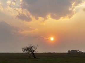 The sun settles into the smoke west of Wimborne, Ab., on Tuesday, Aug. 3, 2021.