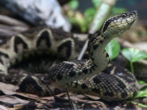 A jararacussu snake, whose venom is used in a study against the coronavirus disease (COVID-19), is seen at Butantan Institute in Sao Paulo, Brazil, Aug. 27, 2021.