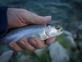 Rainbow trout from the Belly River near Hill Spring, Ab., on Monday, August 23, 2021.