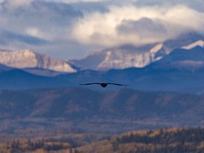A raven flies over the hills southwest of Calgary, Ab., on Tuesday, September 28, 2021.