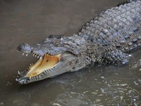 Adult Dangerous Crocodile in a Green Water River