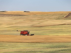 A combine cheers through canola north of Hussar, Ab., on Tuesday, September 7, 2021.