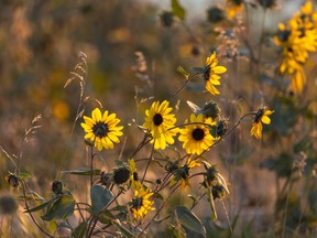 First light catches sunflowers along the Bow River near Carseland, Ab., on Monday, September 6, 2021.