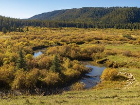Willows in fall colour in the Harold Creek valley west of Water Valley, Ab., on Tuesday, September 14, 2021.