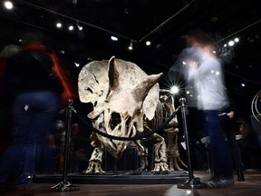Visitors look at the skeleton of a gigantic Triceratops over 66 million years old, named "Big John," on display before its auction by Binoche et Giquello at Drouot auction house in Paris, France, Oct. 20, 2021.
