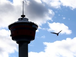 A bird soars beside the Calgary Tower on Thursday, October 14, 2021.