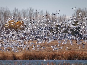Snow geese take off near Bassano, Ab., on Tuesday, October 26, 2021.