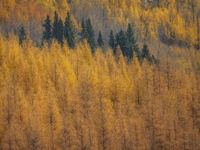 Aspens, spruce and larches in the Lasthill Creek valley east of Rocky Mountain House, Ab., on Tuesday, October 5, 2021.