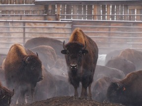 Bison in the holding pen during the annual roundup at the Tsuut'ina Buffalo Paddock on the Tsuut'ina Nation west of Calgary, Ab., on Monday November 15, 2021.