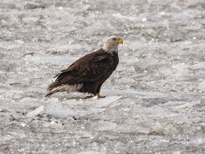 A bald eagles relaxes on the ice at Keho Lake south of Barons, Ab., on Tuesday, November 23, 2021.