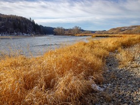 Canary grass on the banks of the Bow River near Carseland, Ab., on Tuesday, November 2, 2021.