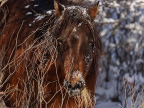 A wild horse with loose snow and a mouthful of grass in the Red Deer River valley west of Sundre, Ab., on Tuesday, December 7, 2021.