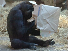 Dossi the gorilla, shown here in a 2010 file photo when she was 8 years old, is expecting her first baby sometime in the spring. Zoo officials are helping prepare her for her new arrival, but will try to allow for a natural and unaided birth process.