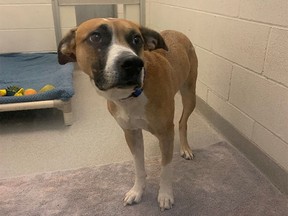 The Calgary Humane Society is looking to speak with the owner of a dog left abandoned outside the organization's building on Dec. 13, 2021. They have released images of the person who dropped off the dog, as well as their car.