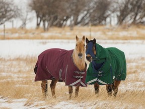 Horses dressed for the weather near Pekisko, Ab., on Tuesday, December 14, 2021.