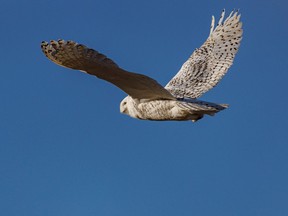 A snowy owl on the hunt by Lake Newell south of Brooks, Ab., on Tuesday, November 30, 2021.