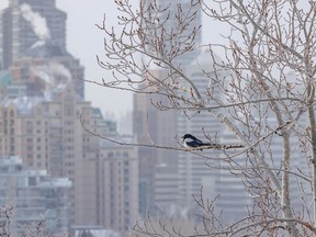 A magpie takes in the frosty city view from Crescent Road in Calgary, Ab., on Wednesday, December 29, 2021.