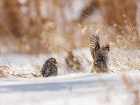 Redpolls hunt for seeds in a field near Rockyford, Ab., on Tuesday, January 4, 2022.