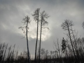 Tall poplars and a stormy sky west of Water Valley, Ab., on Tuesday, February 1, 2022.