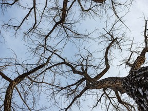 Twisty cottonwood branches reach for the sky along the Red Deer River in Dinosaur Provincial Park near Patricia, Ab., on Tuesday, February 8, 2022.