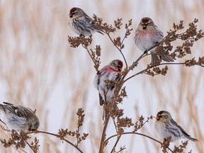 Redpolls nibble on seeds by a field east of Crossfield, Ab., on Wednesday, February 23, 2022.