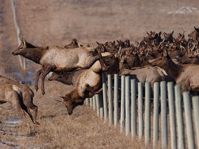 Not every elk that tried to cross a fence did it with elegance on their way to another patch of grass in Grand Valley west of Cochrane, Ab., on Tuesday, March 1, 2022.