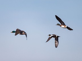 A mallard drake flies with American wigeons at Crawling Valley Reservoir near Bassano, Ab., on Tuesday, March 22, 2022.